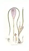 Hand coloured plate Crocus nudfloris by James Sowerby