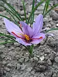 (Crocus sativus)