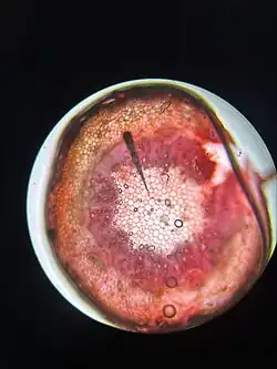 Cross-section ~40x
