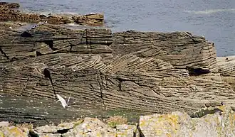 Cross-bedding in Middle Old Red Sandstone on Bressay