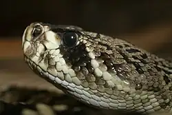 Eastern Diamondback Rattlesnake (Crotalus adamanteus)