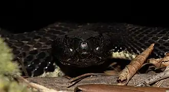 Frontal view of the head of a melanistic timber rattlesnake from Pennsylvania