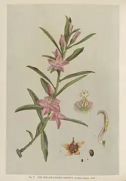 illustration of a flowering plant