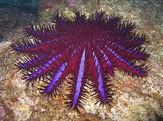 Acanthaster planci, an Acanthasteridae