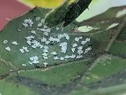 Aleuroplatus coronata shown covering the underside of a coast live oak leaf