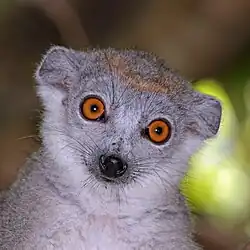 Female