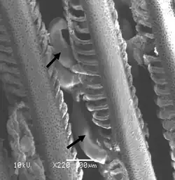 Image 56Monogenean parasites of the genus Pseudorhabdosynochus (arrows) on the gill filament of a grouper. (from Coral reef fish)