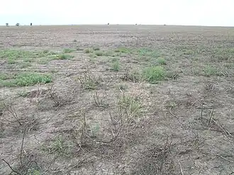 A paddock on the plain near Cryon