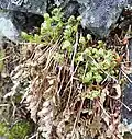 Leafing out in spring
