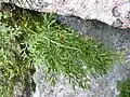 Cryptogramma crispa au Wurzelstein.