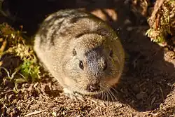 Brown rodent