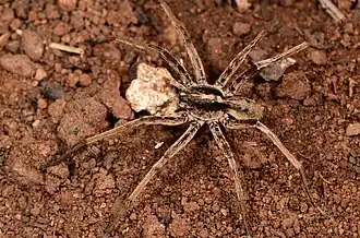 male
