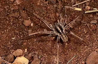 male C. caligineus