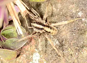 male C. pulchriventris