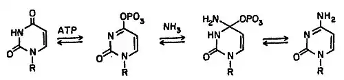 Ctp synthase mechanism: UTP + ATP + glutamine ⇔ CTP + ADP + glutamate