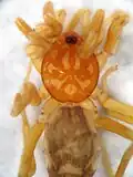 Cubanops ludovicorum Alayon, female