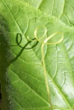 A tendril facilitates climbing