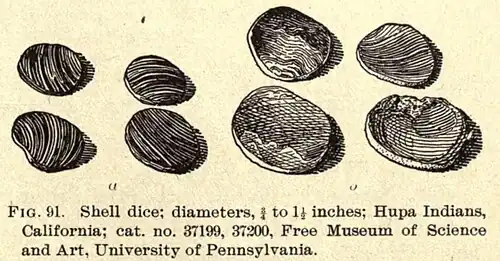 Mollusk shell