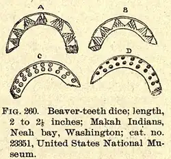 Beaver tooth