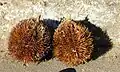 Mature fruits