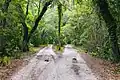 Armadillos run across the gravel lanes of the Main Road.