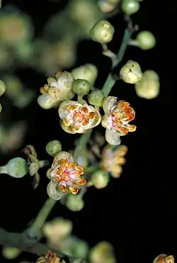 Flowers, detail