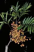 Fruit