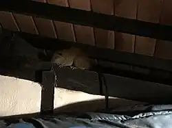 Brown spiny rat