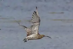 In flight, Argyll, Scotland