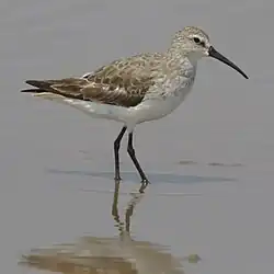 Adult in non-breeding plumage, South Africa