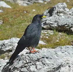Yellow-billed chough, Val Gardena