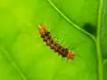 Larva