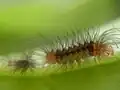 Larva