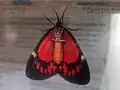 Underside