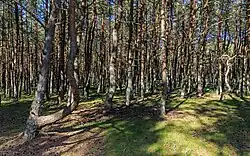 Dancing Forest