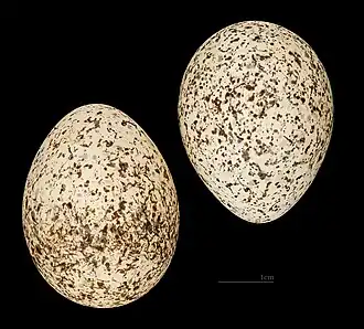 Eggs collected from Tunisia, in the Muséum de Toulouse collection