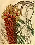 Illustration showing plant details