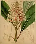 Phlogacanthus curviflorus