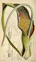 S. venosum