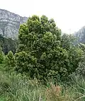 A medium-sized specimen growing in Cape Town.