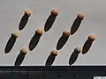 Curtisia dentata seeds.