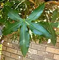 Palmate leaf of Cussonia natalensis