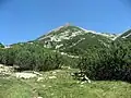 Pinus mugo subsp. mugo, Romania