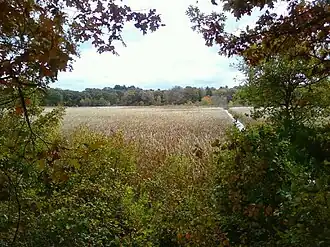 Marshland