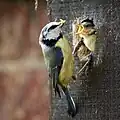 Feeding the young at a nest box in England