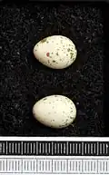 Eggs, Museum Wiesbaden Collection