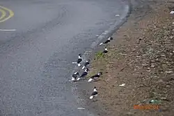 A group of eight tufted jays on the ground beside a winding road