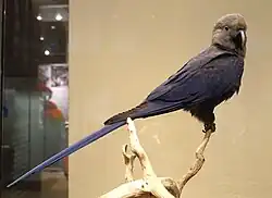 A blue-grey parrot with a brown-grey head