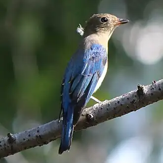 Immature male