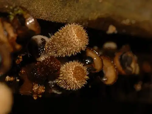 Two young specimens of C. stercoreus with intact epiphragms